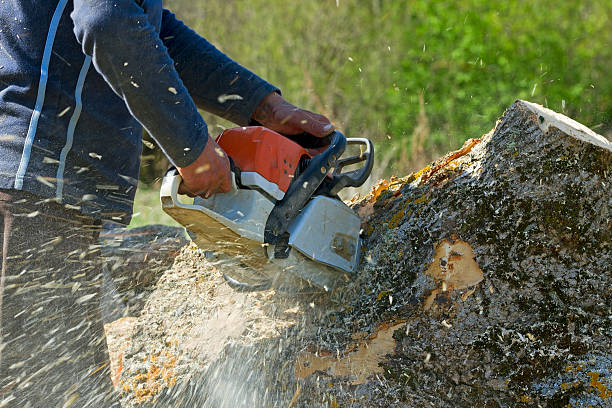 Reliable Bluefield, VA Tree Service Solutions